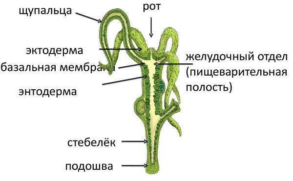 Что такое даркнет кракен